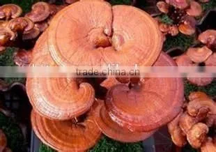 Hiagh Quality Ganoderma Lucidum(reishi Mushroom Extract) Extract Power photo-2