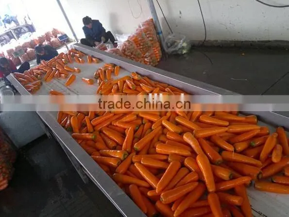 Carrot Washing Peeling Prodcution Line Processing Line photo-4