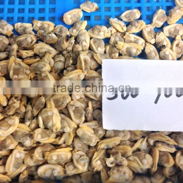 New Season High Quality Frozen Baby Clams Without Shell photo-4
