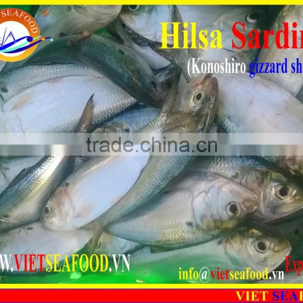 FROZEN DOTTED GIZZARD SHAD FISH photo-3