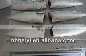 HGT Frozen Mackerel for Canned