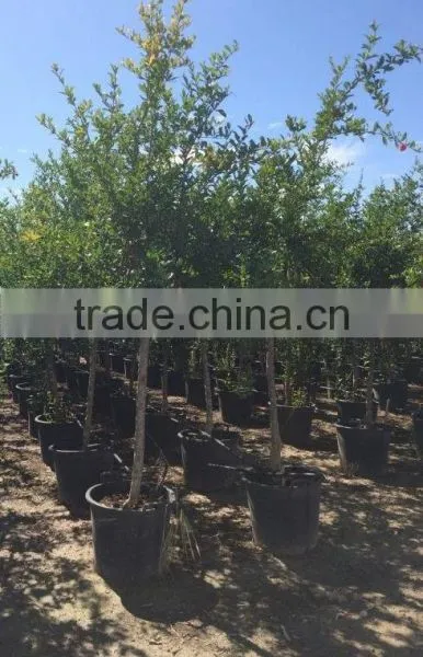 Punica Granatum photo-3