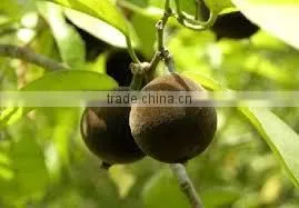 Chaulmoogra Oil photo-3