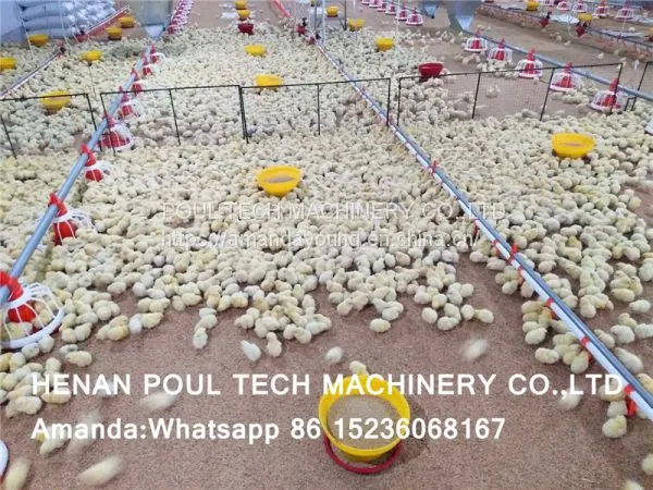 Congo Chicken Shed Broiler Deep Litter System & Broiler Flooring Raising System With Nipple Drinker System & Feeding Pan System
