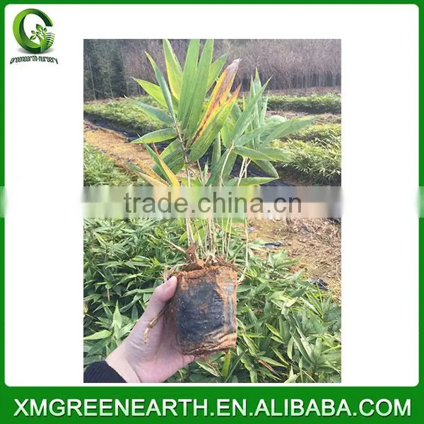 PHYLLOSTACHYS PUBESCENS -- Moso Bamboo Small Plant in Plastic Pots (3) photo-2