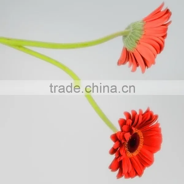 Bottom Price Savanna Dubai Fresh Flower Red Color Gerbera photo-5