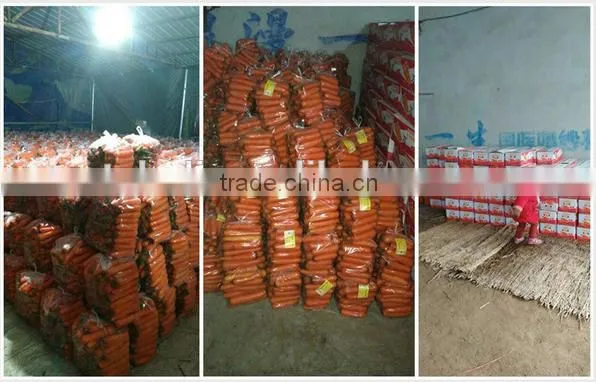 Supply Special Red Carrots photo-6