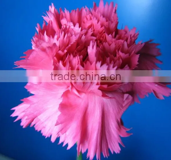 Wide Varieties Promotional Single Stem Carnation for Decoration photo-3
