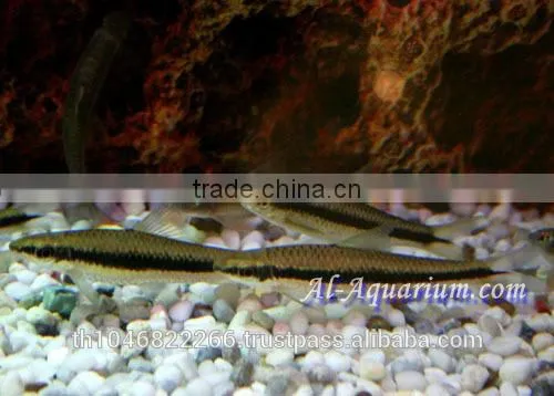 Siamese Algae Eater Fish For Sale / Aquarium Fish Thailand photo-5