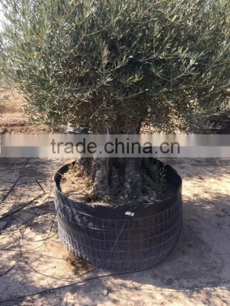 Bonsai Olive Tree Extra Large photo-2