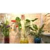 Water Gel for Gardens and Crafts