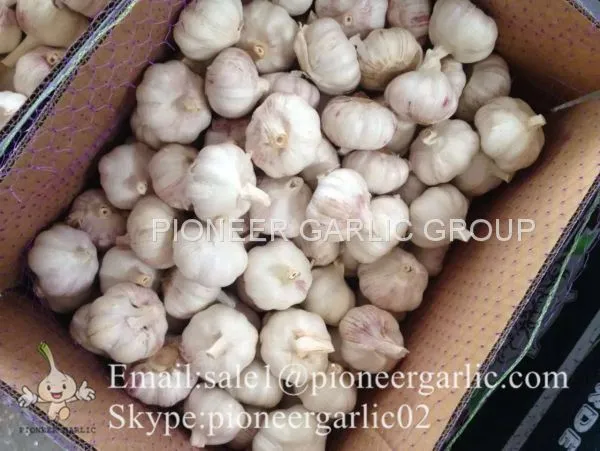 2017 Crop Snow Pure White Garlic 5.5cm In Carton Box photo-4