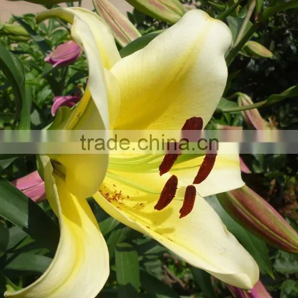 Newest Yellow King Exporting Yellow Lily Flower photo-2