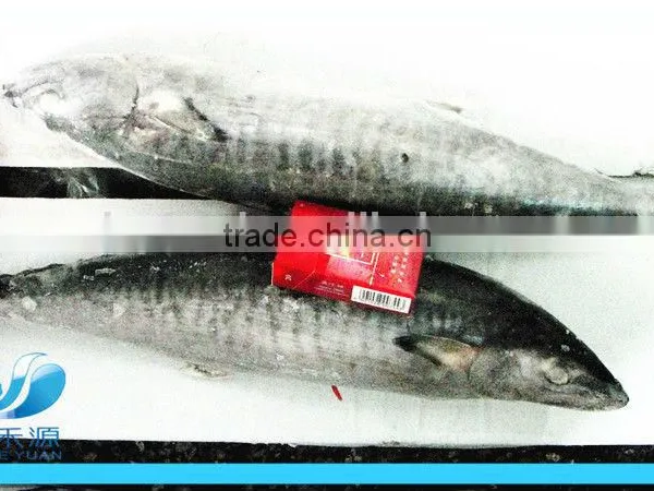 Frozen Pacific Mackerel photo-4