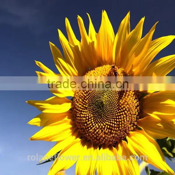 Hot Style Top Quality Sunflower Flower With Long Term photo-2