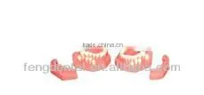 Hot Sale Human Dental Teaching Models Dentural development model AC-P28