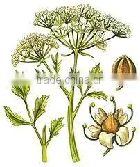 Wholesaler for Anise/ Anise Seed/ Aniseed Oil