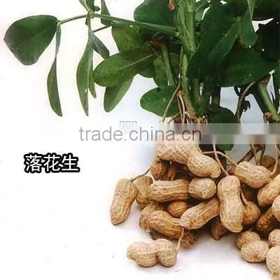 Wholesale Fried Salted Peanuts From Shandong, China photo-5