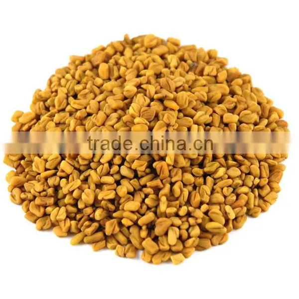 High Grade Fenugreek Seed photo-4
