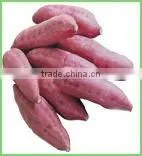 Supply All Kind of Fresh Vegetable