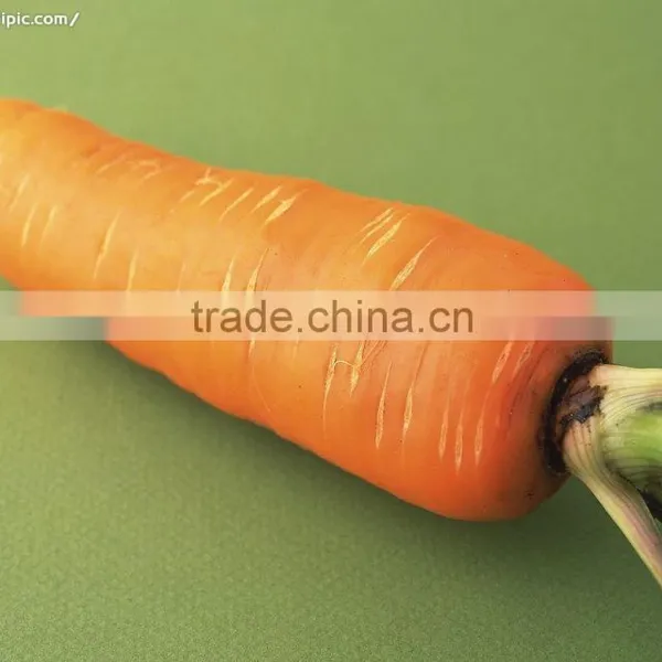 Chinese New Crop Shandong Fresh Carrot in Carton