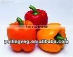 fresh color pepper 2013 new crop Shouguang