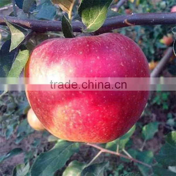 Red Delicious Fresh Qinguan Apple photo-6
