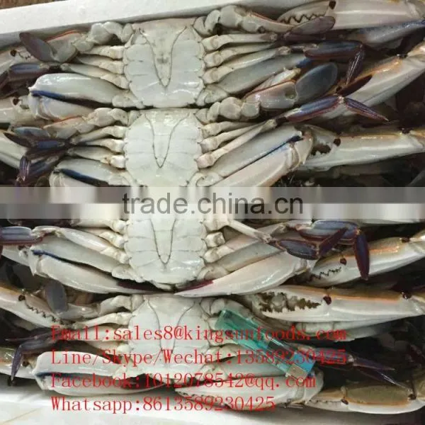 Wholesale Frozen Blue Swimming Crab for Hot Sale photo-4
