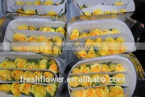 China Yellow Rose as the Same Quality of Fresh Cut Rose photo-3