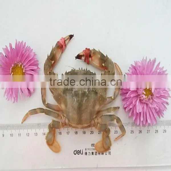 Mud Crabs
