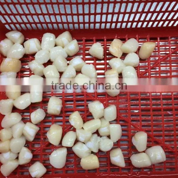 Frozen Fresh and no Chemical Treated Scallop Meat photo-2