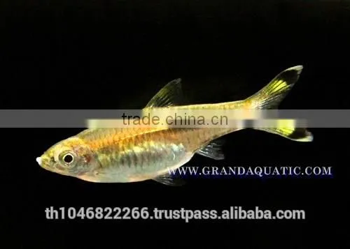 Rasbora Fish For Sale and Export photo-4