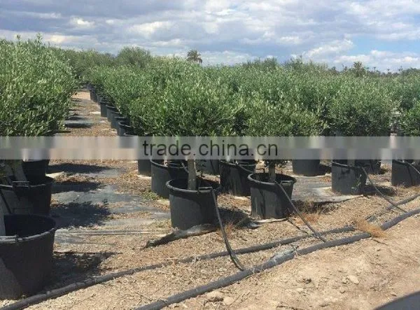 Olive Tree - Olea Europaea "Florida" photo-2