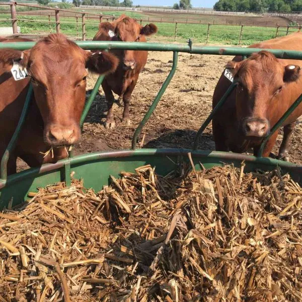 Round Type Assembled Steel Feeder Cattle Hay Saver Large Oval Horse Cow Hay Ring Feeder photo-5