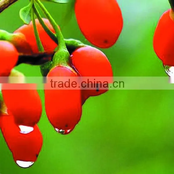 Super China Natural Herb Medicines Dried Fruit Tea Gouqizi Relieve Cough Dried Wolfberry Medlar Goji Berry Herbal Tea photo-5