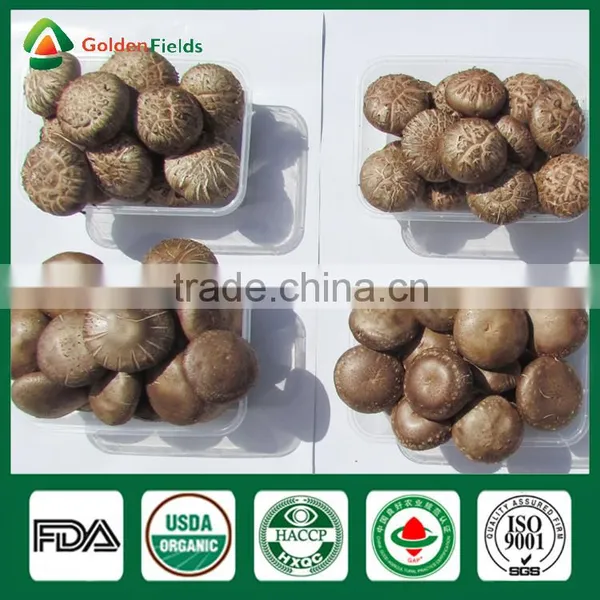 Shiitake Mushroom Frozen,Shiitake Mushroom Kit,Shiitake Production photo-6