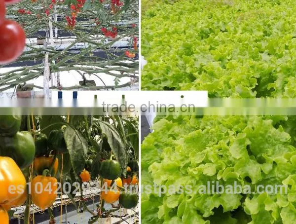 Drip Irrigation System and NFT Hydroponics for Agriculture Product