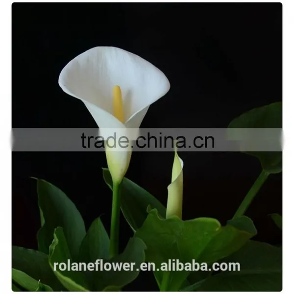 Beautiful Natural Fresh Cut Colorful Calla Lily Flowers for Decoration photo-2