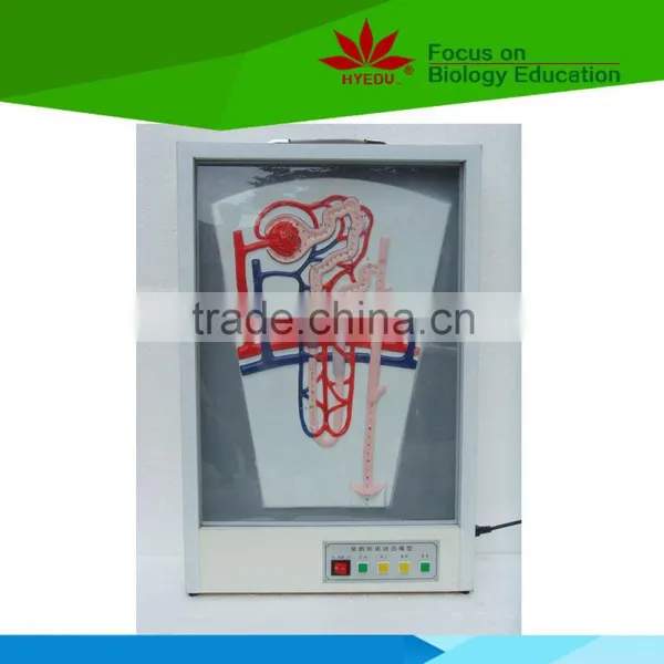 Low Priced Human Urine's Formation Electric Model