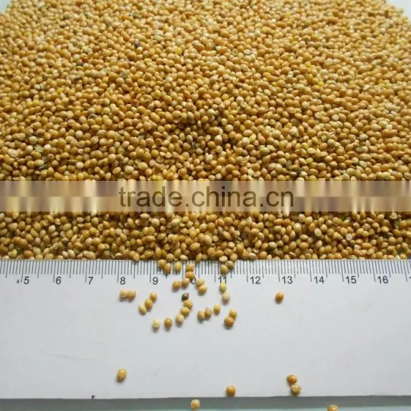 Yellow Millet