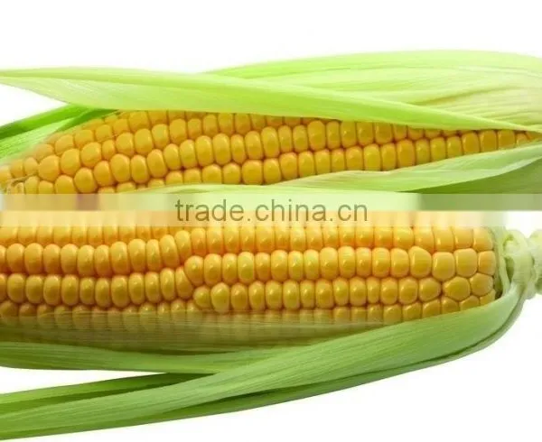 High Quality Corn Protein Peptide for Food Additive photo-2