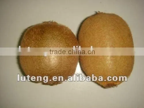 2016 Chinese Bulk Fresh Kiwi Fruits Exporter From China photo-4