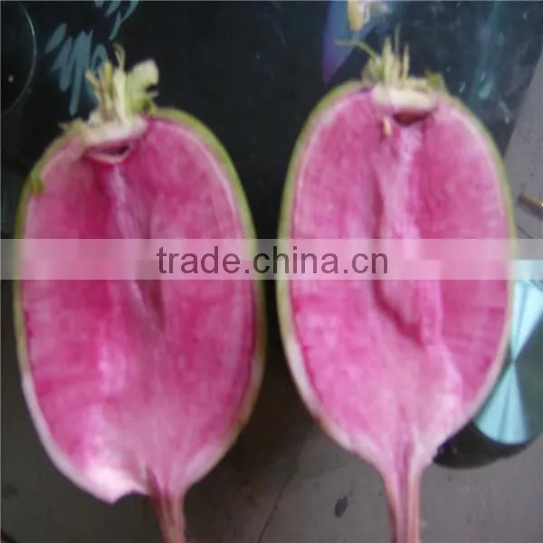 Fresh Radish Suppler From China/Hot Sale Radish/green Radish photo-5