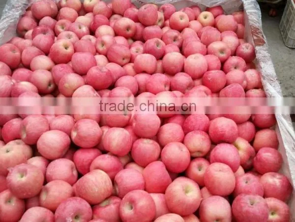 Best Price Fresh Fuji Apple photo-2