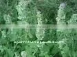 Artemisia Hydrosol Artemisia ludoviciana