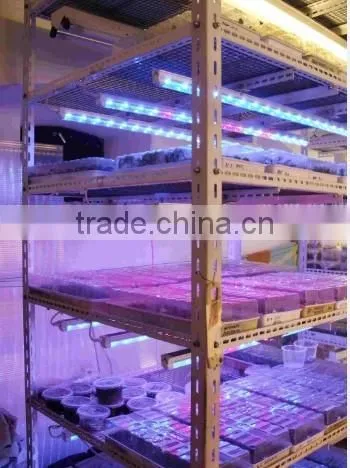 Buy Led Grow Light From China VANQ Led Grow Tube With Daisy-chain,30% Discount Price photo-6