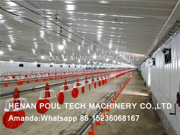Sudan Poultry Farm for 10,000 Broilers & Chicken Plastic Saltted Floor System & Broiler Floor System With Nipple Drinker System & Feeding Pan System photo-2