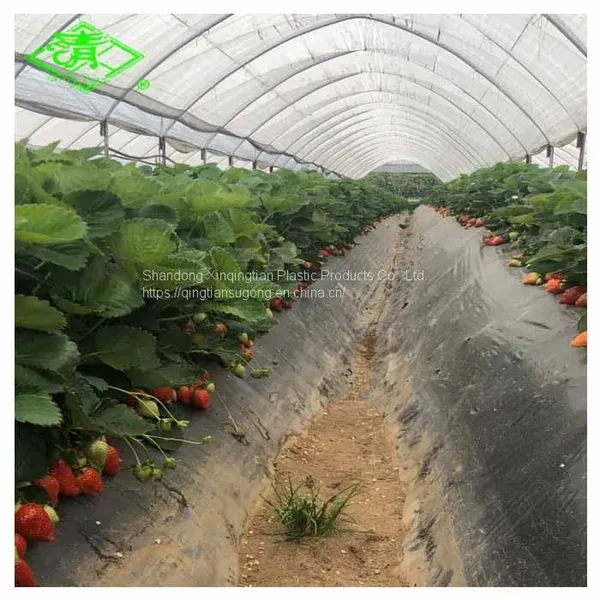 Agricultural Biodegradable Black Anti-weed Plastic Mulch Film for Strawberry photo-2