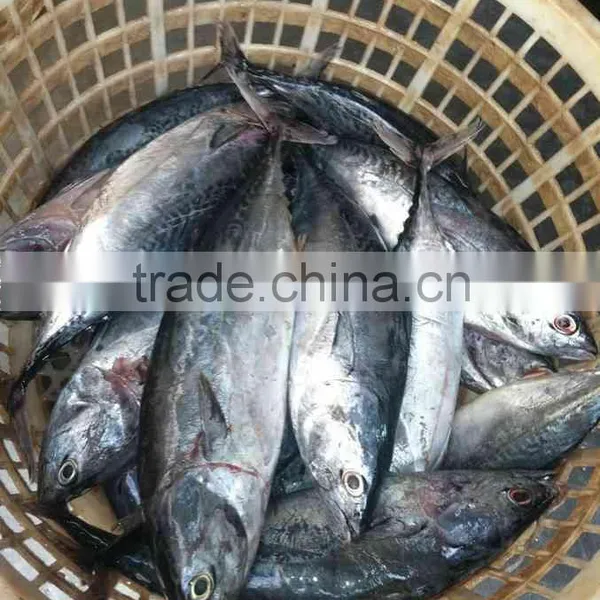 High Quality Frozen Bonito Tuna Whole Round photo-4