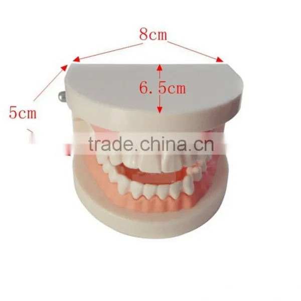 Dental Materials Dental Dental Teaching Supplies Model of Dentures Dental Teeth Model photo-4